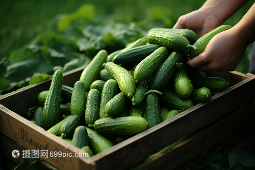 綠葉蔬菜采摘苗木的管理與優化策略