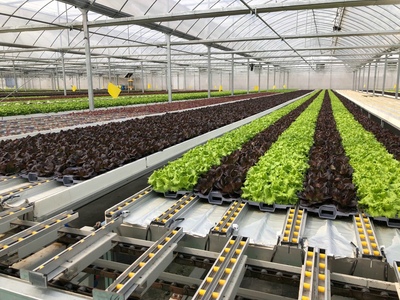 孫橋農業智能化蔬菜工廠建設圓滿完工，苗木產業邁向新紀元